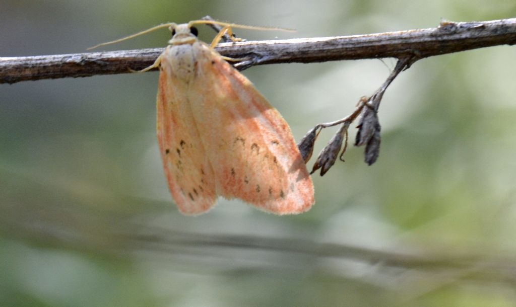 Miltochrista miniata ?